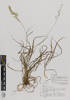 AK222910, Bromus valdivianus, Photographed by: Ella Rawcliffe, photographer, digital, 10 Nov 2016, © Auckland Museum CC BY