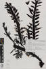 AK239551, Carpophyllum maschalocarpum, Photographed by: Eugene Wong Doe, photographer, digital, 23 Nov 2016, © Auckland Museum CC BY