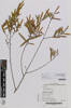 AK361877, Hovea lanceolata, Photographed by: Ella Rawcliffe, photographer, digital, 24 Nov 2016, © Auckland Museum CC BY