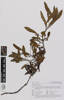 AK326637, Scaevola gracilis, Photographed by: Linda Adams, photographer, digital, 10 Oct 2016, © Auckland Museum CC BY