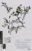 americanum/Solanum, AK361962, © Auckland Museum CC BY
