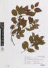 Xylosma suaveolens gracile, AK365032, © Auckland Museum CC BY