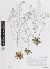 Arabidopsis thaliana, AK366910, © Auckland Museum CC BY