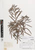 Podocarpus salignus, AK367165, © Auckland Museum CC BY