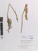 Myricaria bracteata; AK374267; © Auckland Museum CC BY
