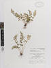 Lindsaea trichomanoides, AK151894, © Auckland Museum CC BY