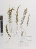 Lindsaea linearis, AK179179, © Auckland Museum CC BY