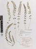 Lindsaea linearis, AK223683, © Auckland Museum CC BY