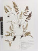 Lindsaea trichomanoides, AK239162, © Auckland Museum CC BY