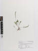 Lindsaea linearis, AK288812, © Auckland Museum CC BY