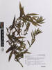 Hygrophila angustifolia, AK370957, © Auckland Museum CC BY