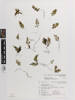 Hymenophyllum revolutum, AK184374, © Auckland Museum CC BY