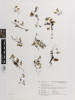 Hymenophyllum revolutum, AK205264, © Auckland Museum CC BY
