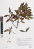 Myoporum rapense kermadecense, AK366378, © Auckland Museum CC BY