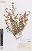 Trifolium campestre, AK367184, © Auckland Museum CC BY