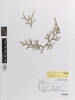Lycopodiella cernua, AK369458, © Auckland Museum CC BY