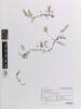 Trichomanes humile, AK369463, © Auckland Museum CC BY