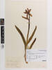 Iris lutescens, AK95577, © Auckland Museum CC BY