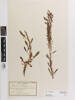 Rumex acetosella, AK72328, © Auckland Museum CC BY