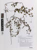 Muehlenbeckia complexa, AK370818, © Auckland Museum CC BY