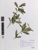 Alseuosmia quercifolia, AK370821, © Auckland Museum CC BY