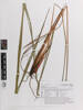 Dianella haematica, AK326550, © Auckland Museum CC BY