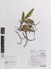 Acacia longifolia, AK377226, © Auckland Museum CC BY