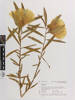 Hibiscus; AK225420; © Auckland Museum CC BY