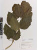 Hibiscus; AK244231; © Auckland Museum CC BY