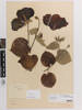 Hibiscus tiliaceus; AK74595; © Auckland Museum CC BY