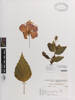 Hibiscus rosa-sinensis; AK149086; © Auckland Museum CC BY