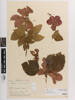 Hibiscus rosa-sinensis; AK74612; © Auckland Museum CC BY