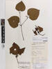 Macropiper excelsum; AK374673; © Auckland Museum CC BY