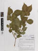 Syringa vulgaris Souvenir d'Alice Harding, AK376563, © Auckland Museum CC BY