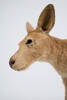 Macropus rufus, LM245, © Auckland Museum CC BY
