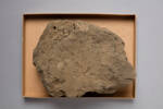 Ash, GE10413, © Auckland Museum CC BY