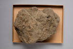 Ash, GE10413, © Auckland Museum CC BY