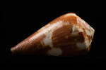Conus vexillum, MA34783, © Auckland Museum CC BY