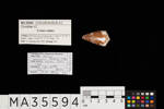 Conus rattus, MA35594, © Auckland Museum CC BY