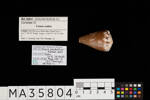 Conus rattus, MA35804, © Auckland Museum CC BY