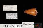 Conus vexillum, MA35869, © Auckland Museum CC BY