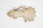 Callorhinus ursinus, LM145, © Auckland Museum CC BY