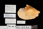 Sinustrombus latissimus, MA180841, © Auckland Museum CC BY