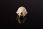Mustela putorius, LM191, © Auckland Museum CC BY