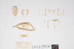 Mustela putorius, LM191, © Auckland Museum CC BY