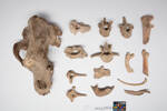 Ursus spelaeus, LM442, © Auckland Museum CC BY