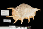 Lambis truncata, MA180834, © Auckland Museum CC BY