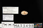 Erronea caurica, MA33498, © Auckland Museum CC BY