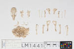 Rattus rattus, LM1441, © Auckland Museum CC BY