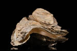 Crassostrea gigas, MA130322, © Auckland Museum CC BY